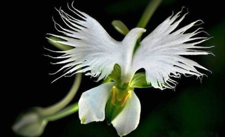 Орхидея белой цапли